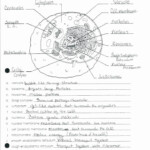 5th Grade Cell Worksheets Animal Cell Printable Coloring Animal Cell