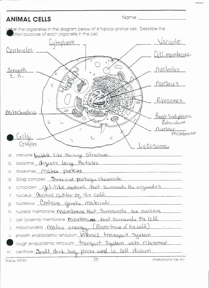 5th Grade Cell Worksheets Animal Cell Printable Coloring Animal Cell