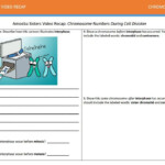 Amoeba Sisters Mitosis Worksheet Worksheet