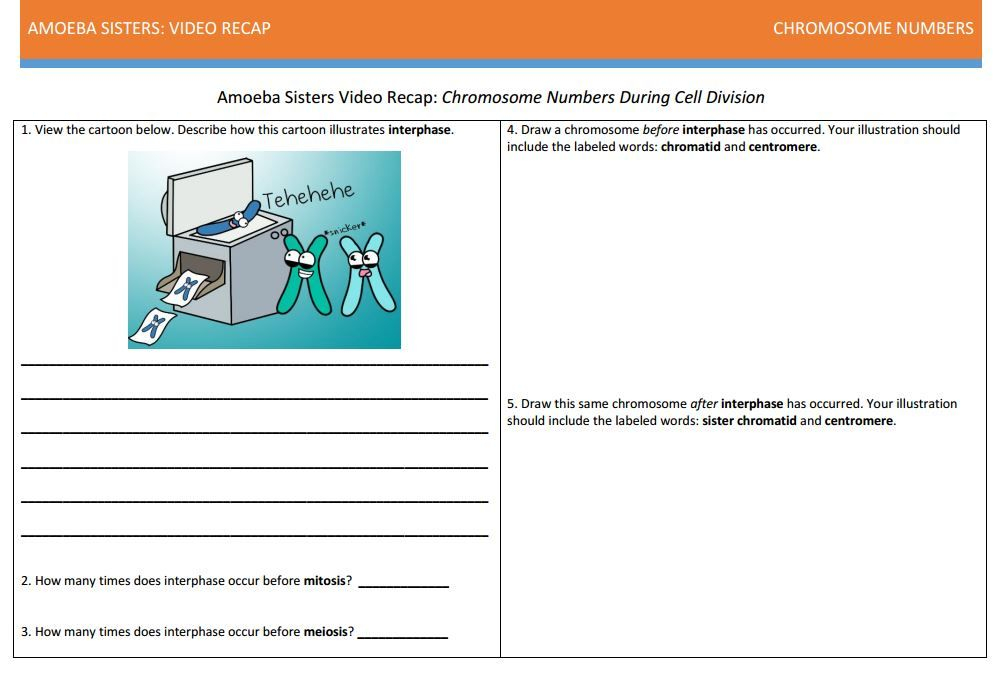 Amoeba Sisters Mitosis Worksheet Worksheet