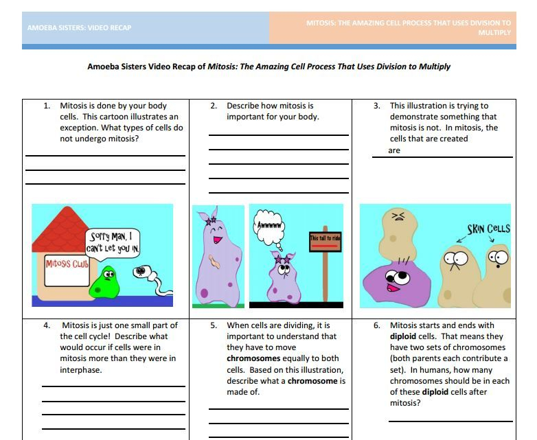 Amoeba Sisters Mitosis Worksheet Worksheet