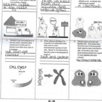 Amoeba Sisters Video Recap Of Meiosis Answer Sheet Pdf Islero Guide