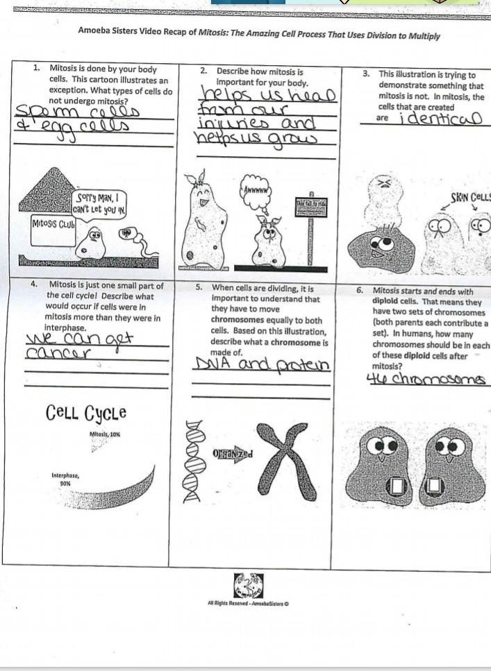 Amoeba Sisters Video Recap Of Meiosis Answer Sheet Pdf Islero Guide 