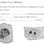 AQA GCSE Biology 4 1 2 Cell Division Revision Worksheets And Card