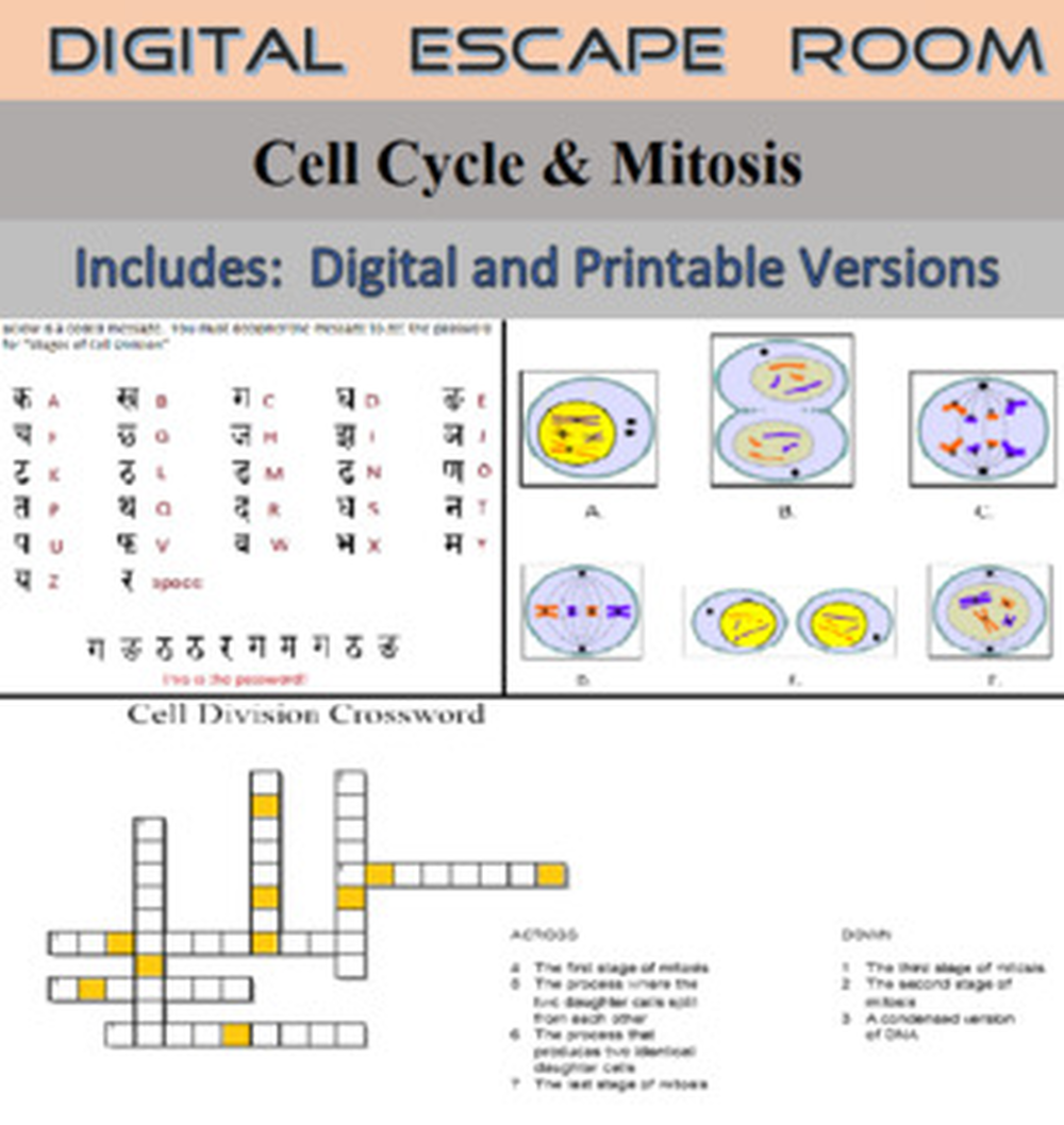 Biology Corner Cell Division Crossword Answers Cell Division