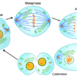 Cell Cycle notes 9 1