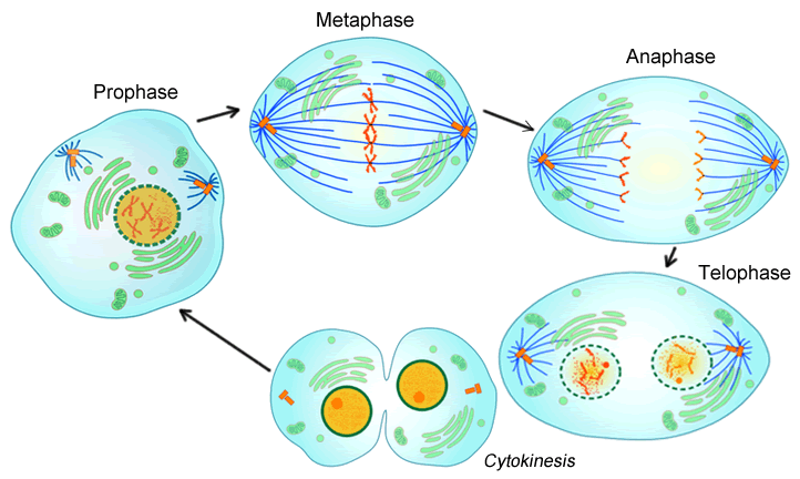 Cell Cycle notes 9 1 