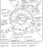 Cell Cycle Student Worksheet Answer Key It Is Also Essential To