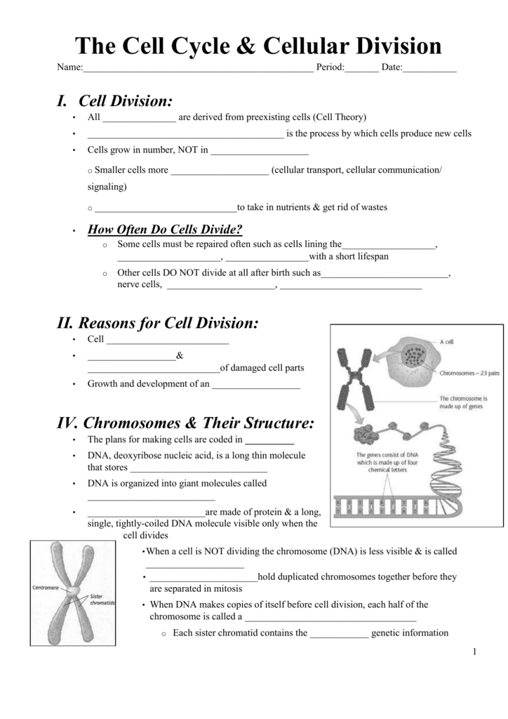 Cell Division And Cancer Worksheet Answers Cell Division