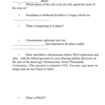 Cell Division And Cancer Worksheet Answers Cell Division
