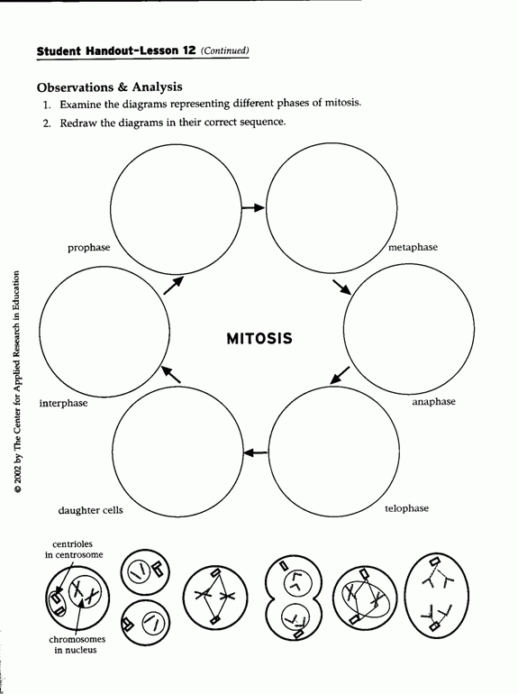 Cell Division Mitosis Worksheet Answers Mitosis Cell Division 