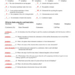 Cell Division Reading Comprehension Worksheet Mitosis And Meiosis