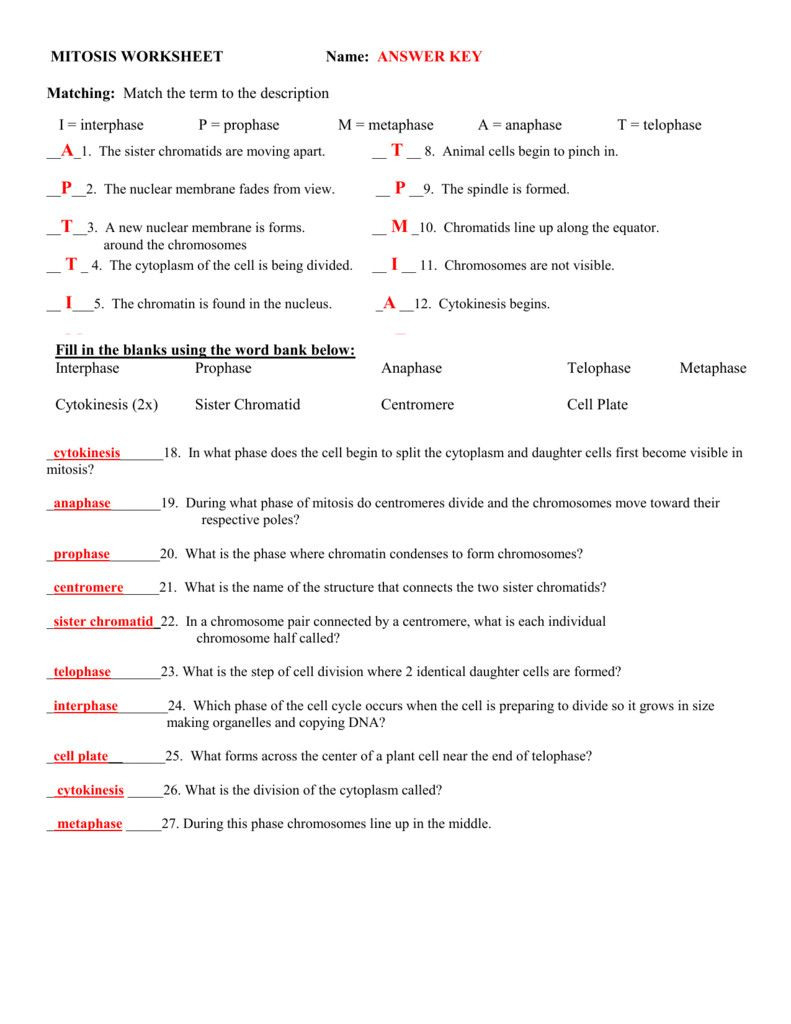 Cell Division Reading Comprehension Worksheet Mitosis And Meiosis 