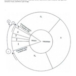 Cell Division Worksheet 12 1 Free Download Qstion co