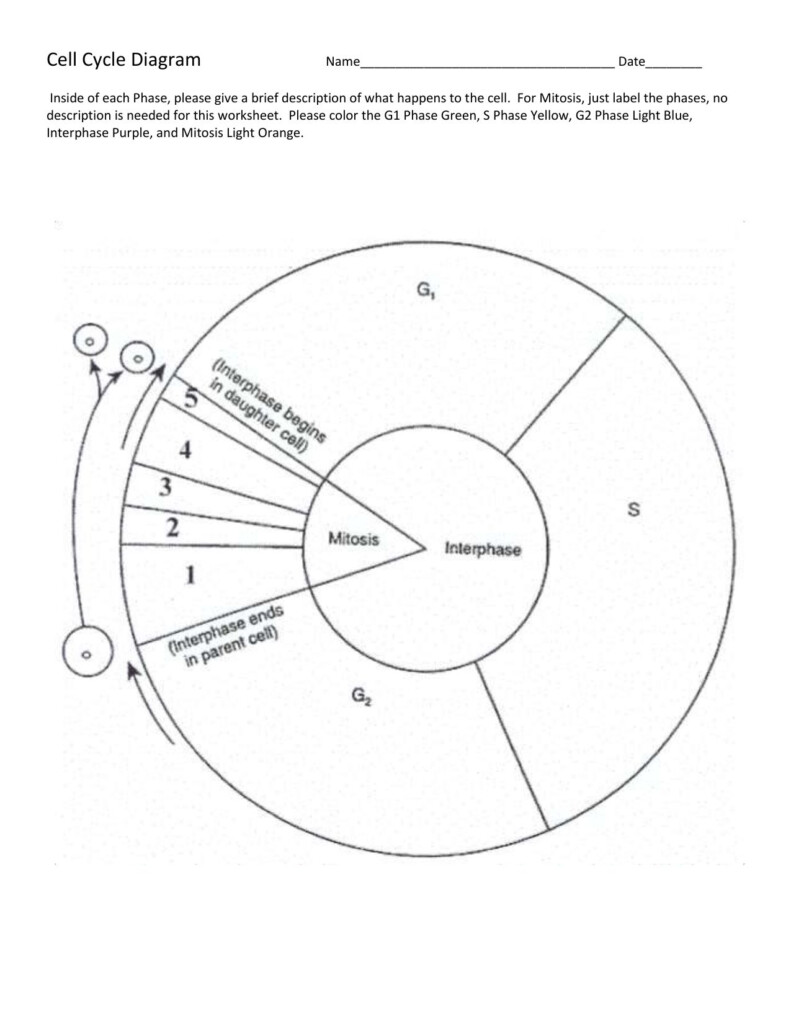  Cell Division Worksheet 12 1 Free Download Qstion co