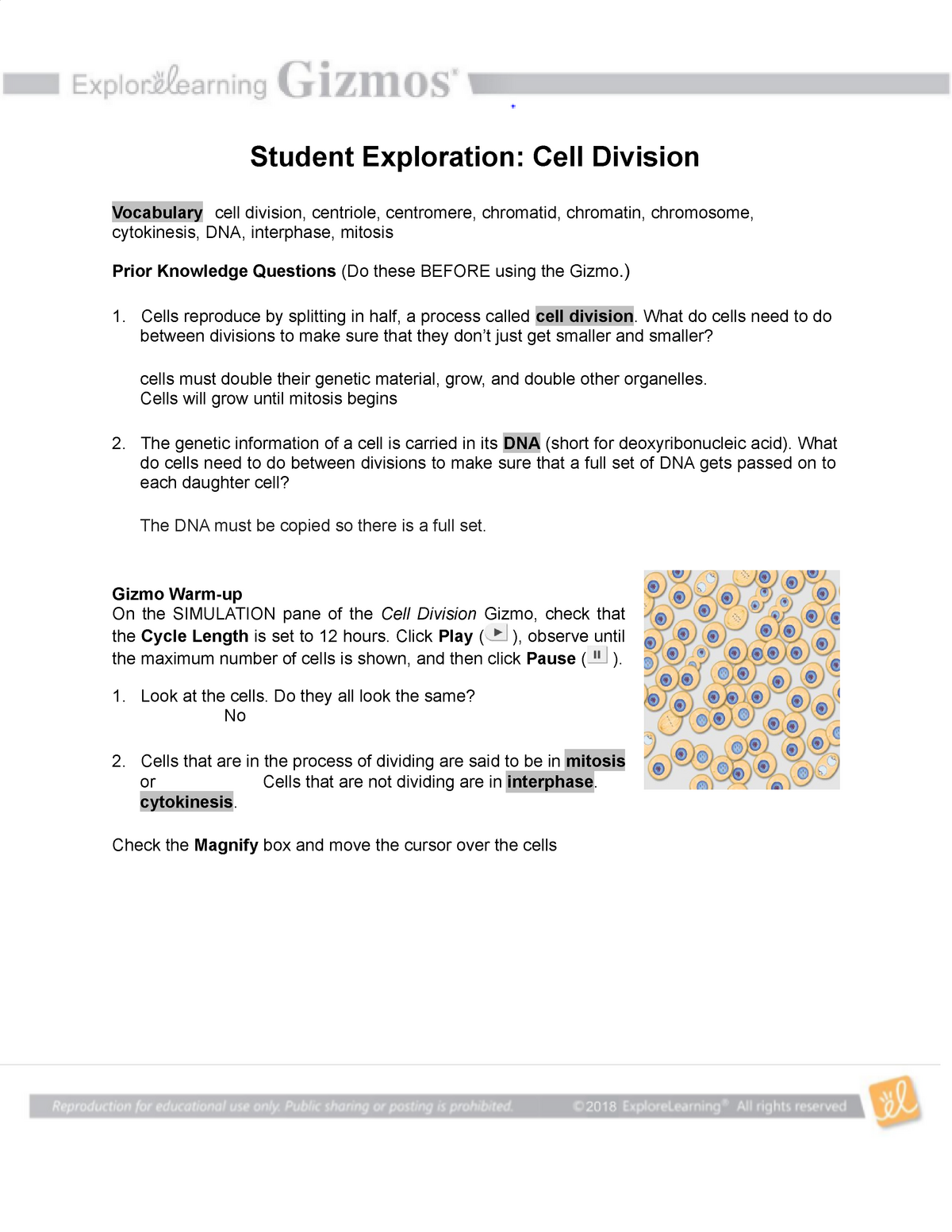 Cell Division Worksheet 12 1 Free Download Qstion co