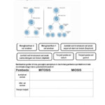 Cell Division Worksheet Decalinspire