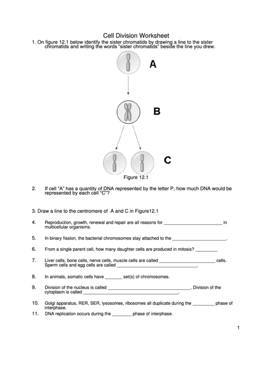 Cell Division Worksheet Printable Pdf Download