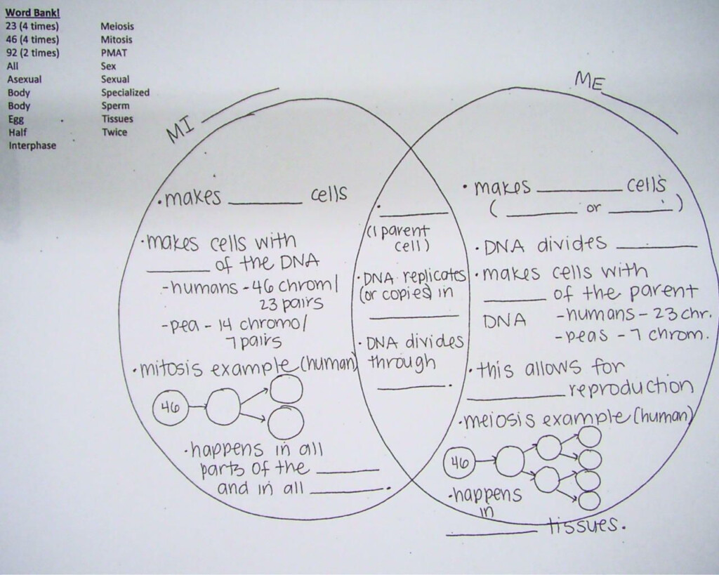 Chapter 3 Cells And Tissues Cell Division Answer Key Islero Guide 