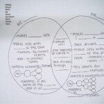 Chapter 3 Cells And Tissues Cell Division Answer Key Islero Guide