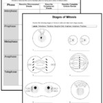 Christian Home School Hub Cytology Study Of Cells Biology Worksheet