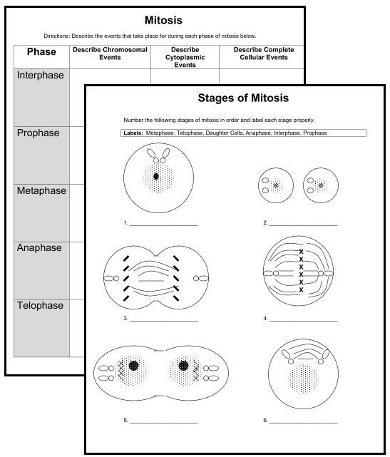 Christian Home School Hub Cytology Study Of Cells Biology Worksheet 