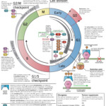 Clinically Relevant Cell Cycle Epomedicine