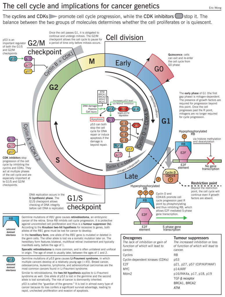 Clinically Relevant Cell Cycle Epomedicine