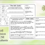 GCSE Biology Cell Division And Stem Cells Worksheets Teaching Resources