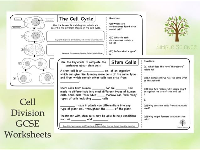 GCSE Biology Cell Division And Stem Cells Worksheets Teaching Resources