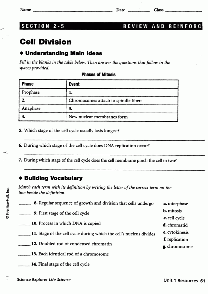 Gizmo Cell Division Answer Key Modified Cell Division Gizmo Gizmo 