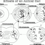 Making A Lapbook For Plant And Animal Cells HubPages