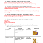 Meiosis Review Worksheet Answers