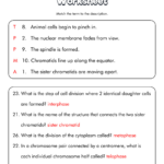 Meiosis Worksheet Answer Key Biology Corner 29 Section 1