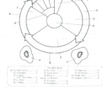 Mitosis Coloring Worksheet Pdf Answers