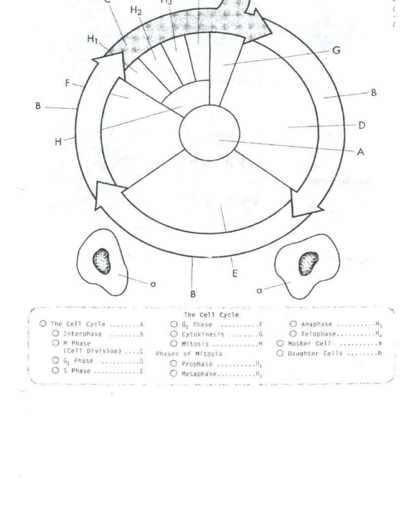 Mitosis Coloring Worksheet Pdf Answers