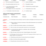 MITOSIS WORKSHEET