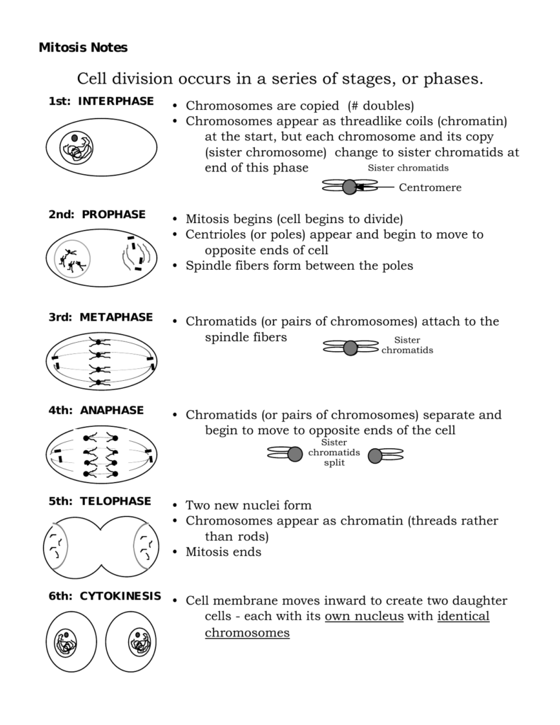 Mitotic Cell Division Worksheet Answer Key 174086 Free Worksheets Samples