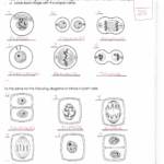 Phases Of Meiosis Worksheet Answer Key Bioexcel 190 Mitosis Meiosis