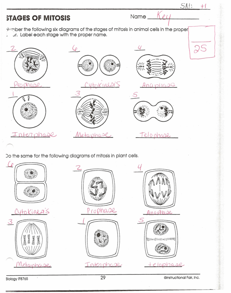 Phases Of Meiosis Worksheet Answer Key Bioexcel 190 Mitosis Meiosis 