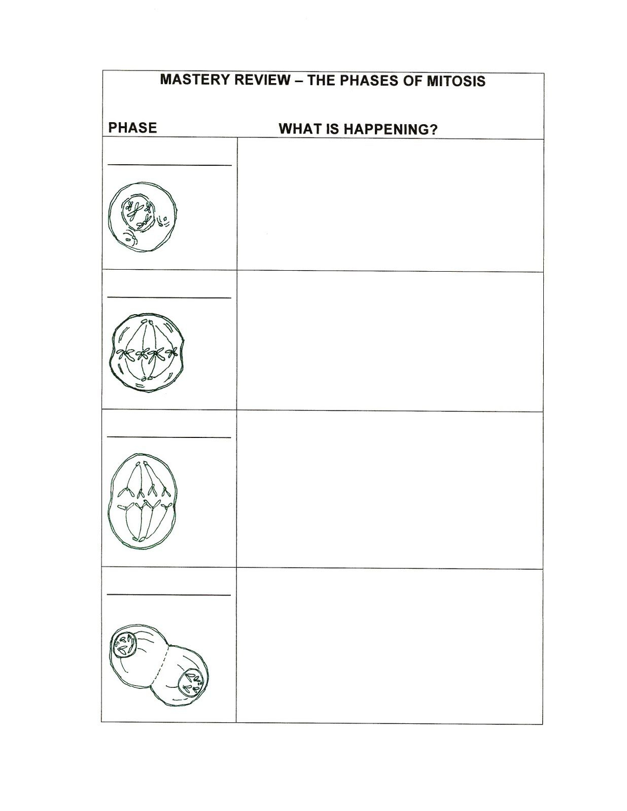 Phases Of Mitosis Worksheet Worksheet