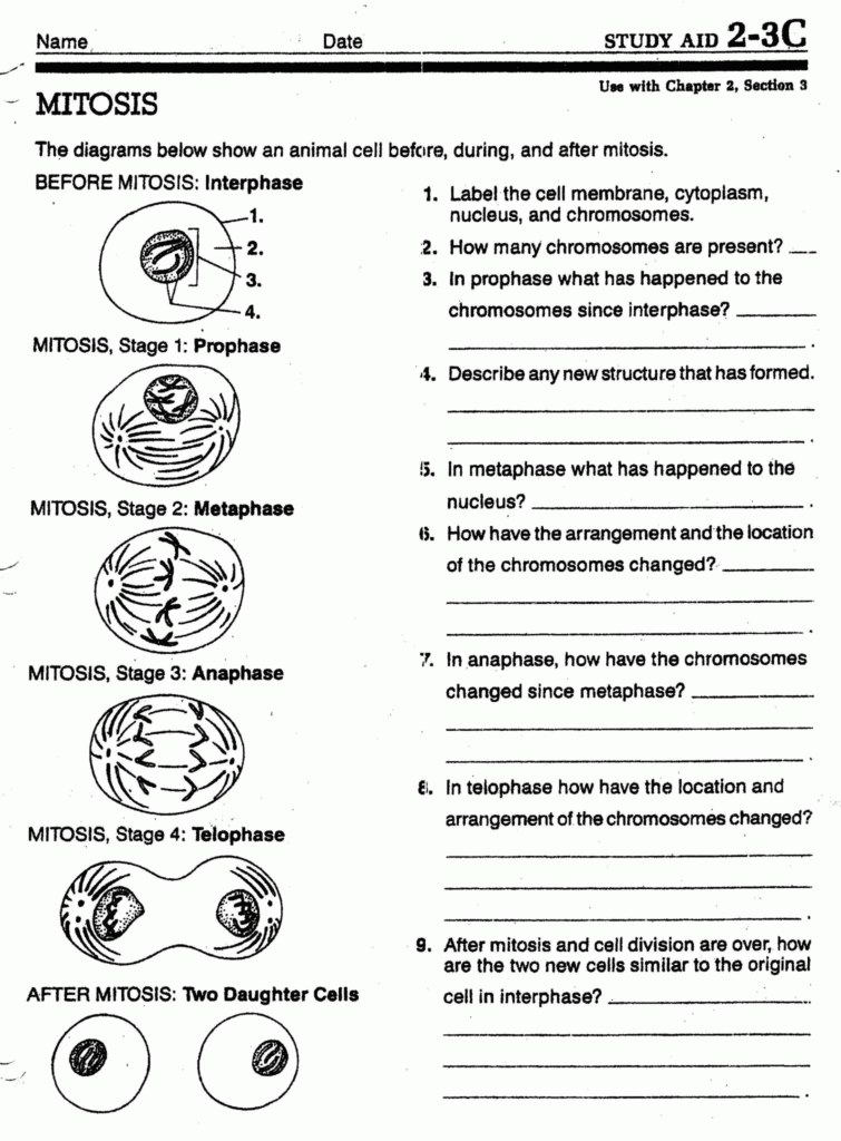 Photosynthesis Review Worksheet Answer Key