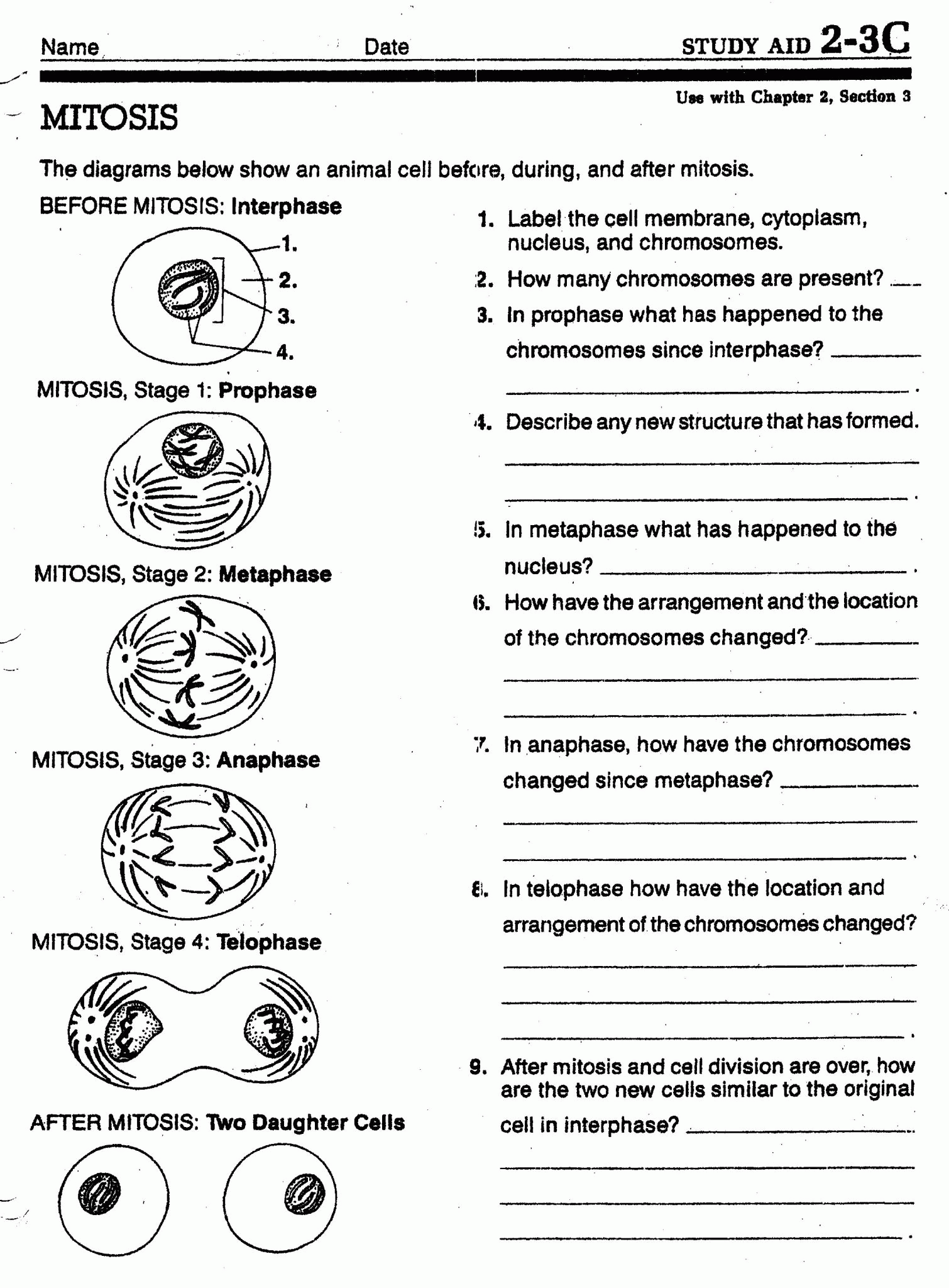 Photosynthesis Review Worksheet Answer Key