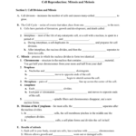 Section 1 Reinforcement Cell Division And Mitosis Worksheet Answers