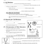 The Cell Cycle Cellular Division