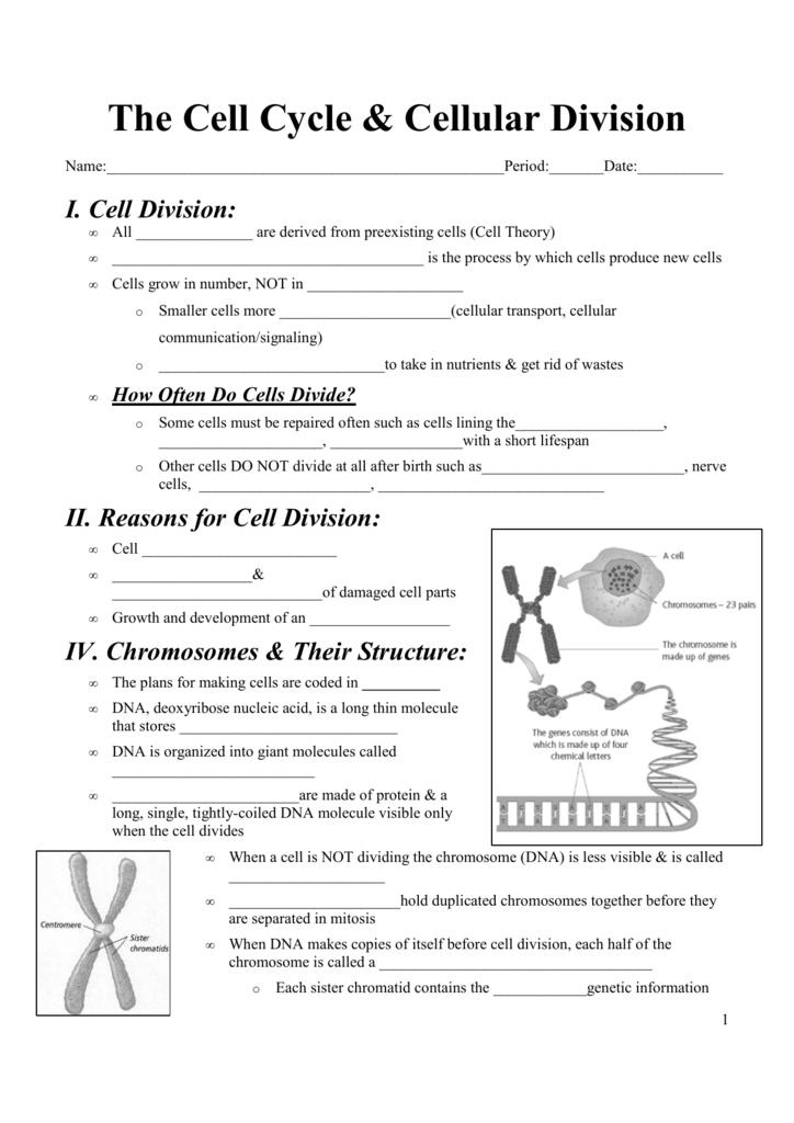 The Cell Cycle Cellular Division