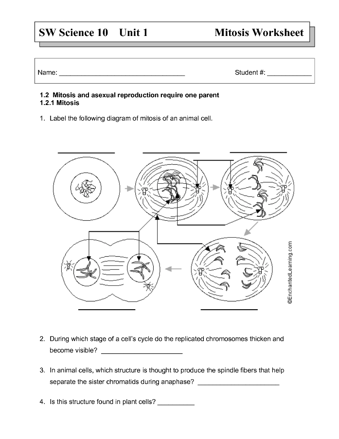 Worksheet Cell Division Gizmo Answer Key Modified Cell Division Gizmo