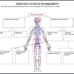 Worksheet On The Brain And Nervous System With Answers Human