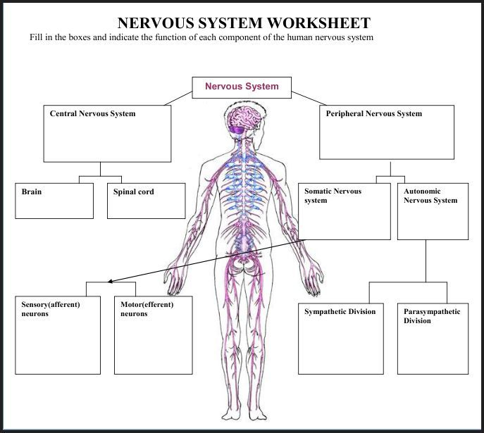 Worksheet On The Brain And Nervous System With Answers Human 