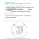 10 2 The Process Of Cell Division Chromosomes